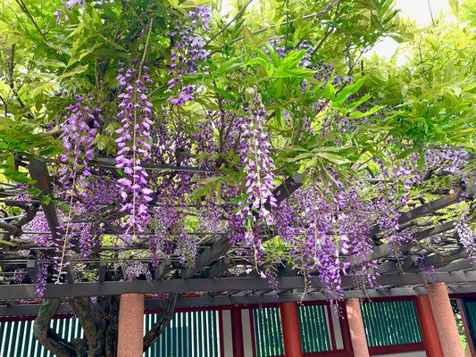 ＃149　ダイヤマーク