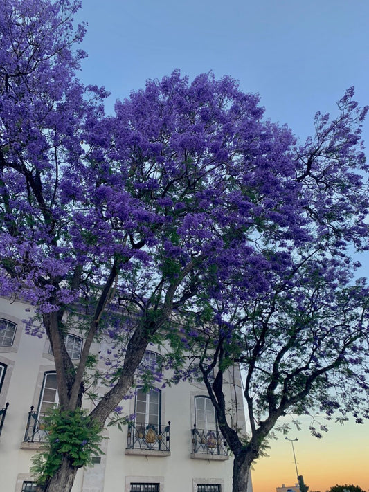 ＃101　ジャガランダ